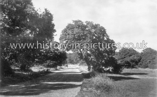 Fairmead, Epping Forest, Essex. c.1950's